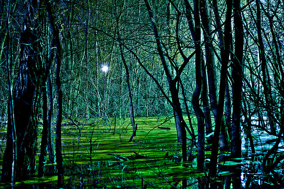 Night Swamp