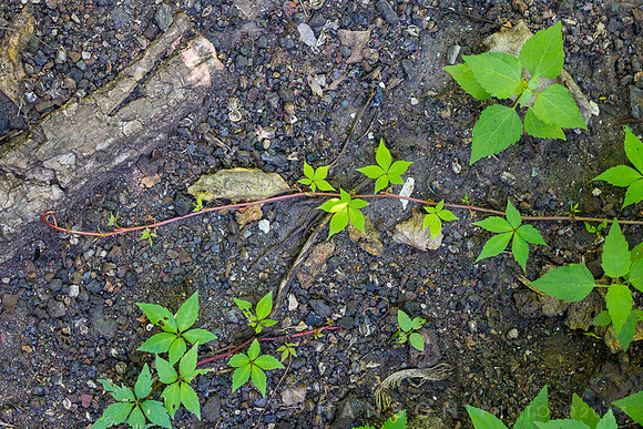 Tendrils