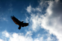 Soaring Vulture