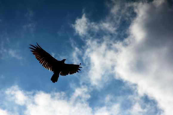 Soaring Vulture