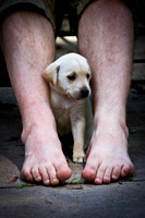 Small puppy sitting between mans legs.