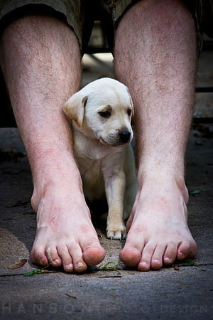 Small puppy sitting between mans legs.