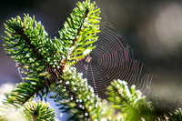 Rainbow Web
