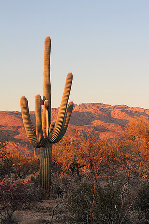 Saguaros See the Sunset Last