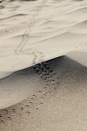 Tiny Footprints for a Tiny Dune