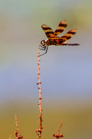 Perched Dragonfly