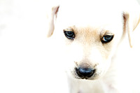 Cute puppy dog face eyes