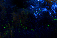 Fireflies at Dusk