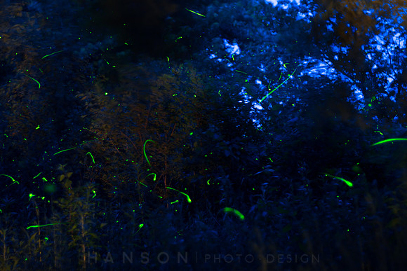 Fireflies at Dusk