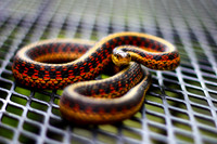 Eastern Plains Garter Snake