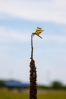 Overlooking Dragonfly