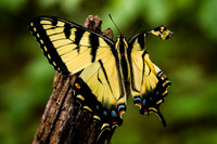 Injured Swallowtail Butterfly