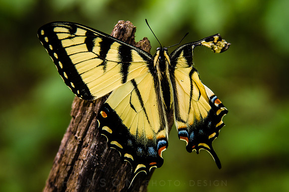 Injured Swallowtail Butterfly