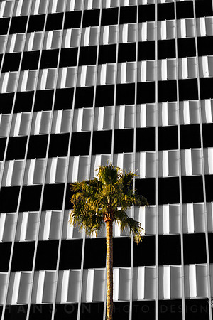 Concrete Jungle